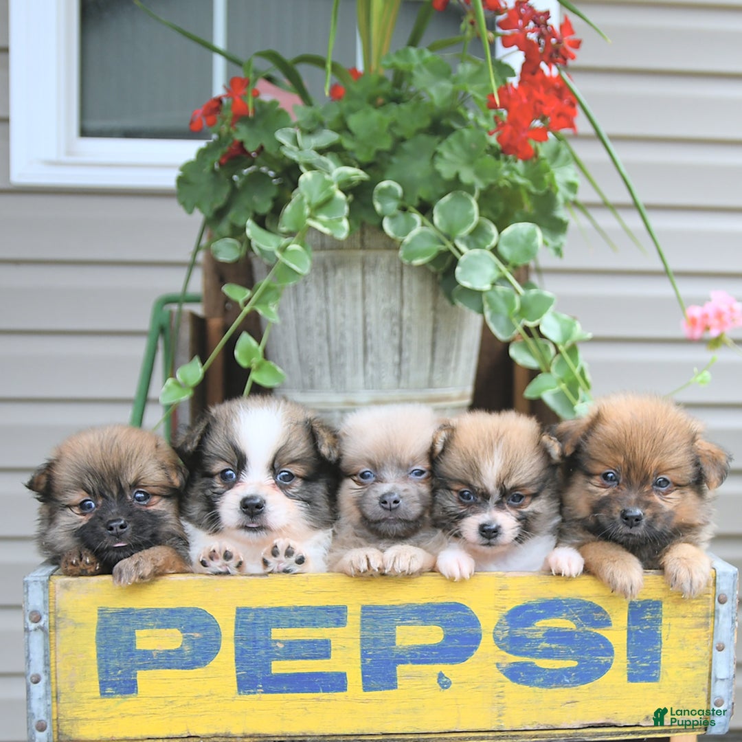 Pomeranian dogs for sale: Fancy - Image 8