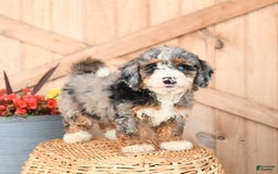 Mini Bernedoodle dogs for sale: Mini Bernedoodle 8 puppies - Image 22