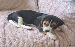 Beagle dogs for sale: Little Boy  4 - Image 5