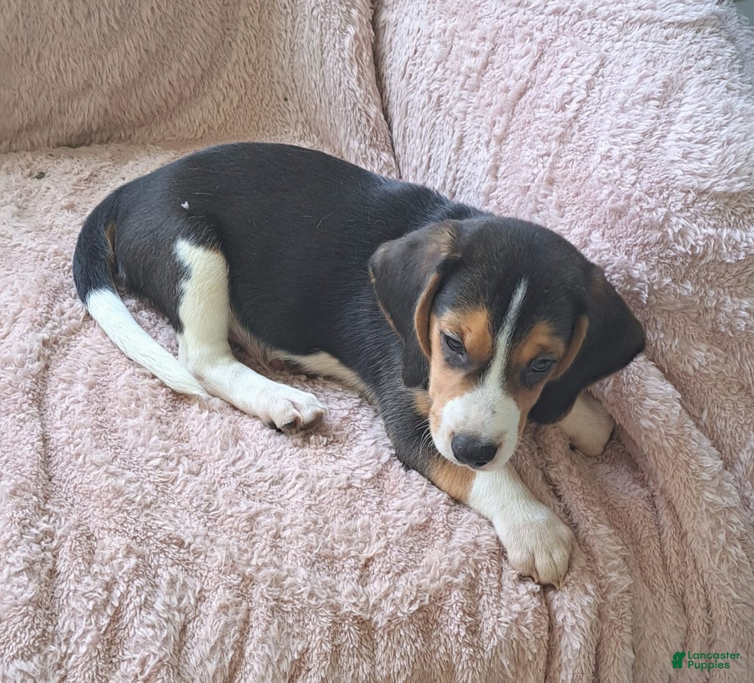 Beagle dogs for sale: Little Boy  4 - Image 5
