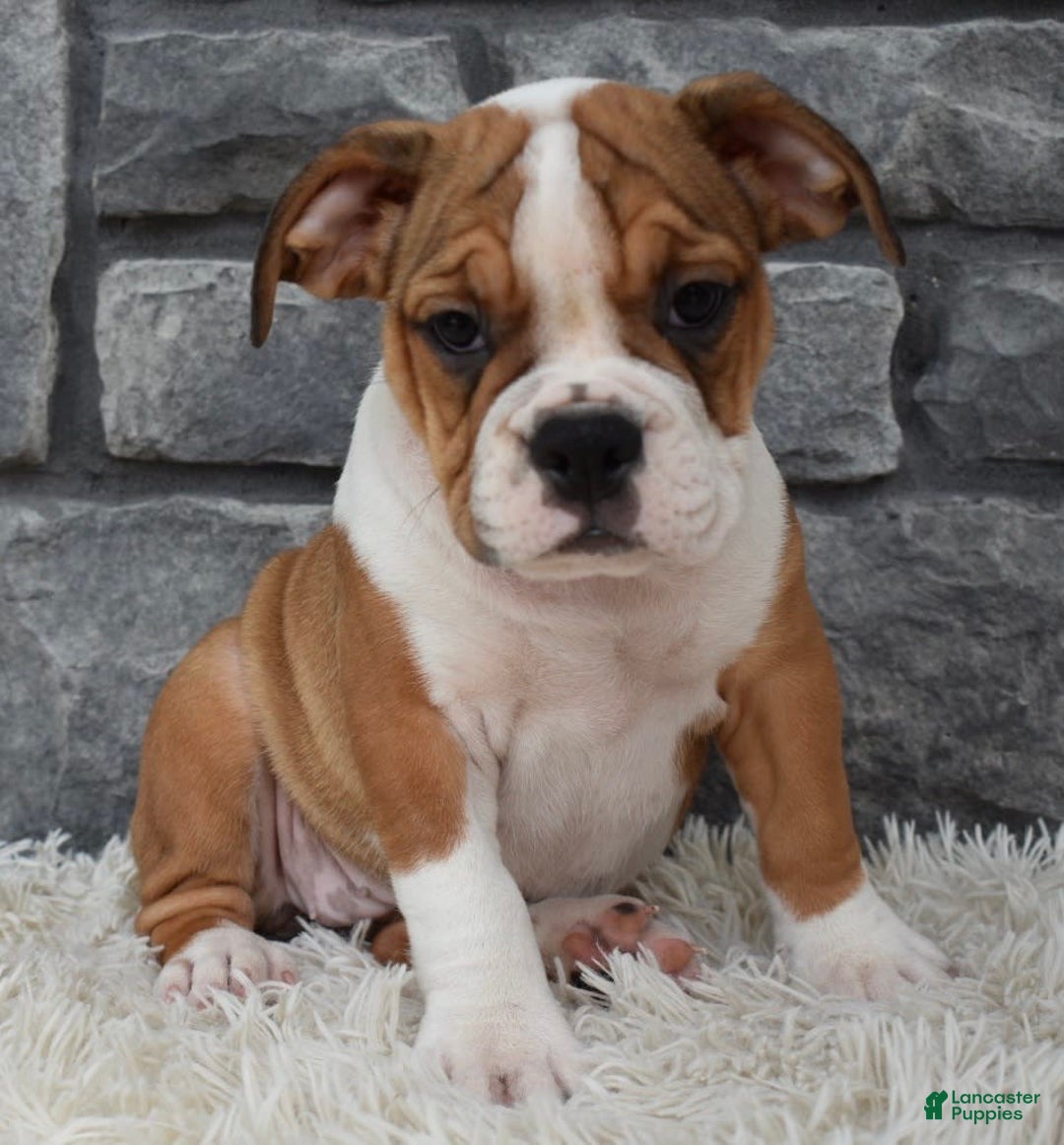 Beabull dogs for sale: Daisy - Image 2