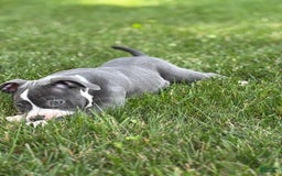American Bully dogs for sale: Foots - Image 1