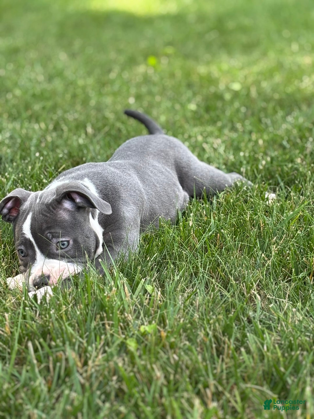 American Bully dogs for sale: Foots - Image 1