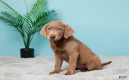 Labrador Retriever dogs for sale: Jenny - Image 4