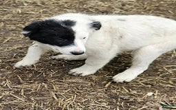 Border Collie dogs for sale: Divvy - Image 20