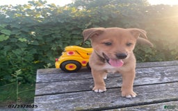 Shiba Inu dogs for sale: Tucker - Image 2