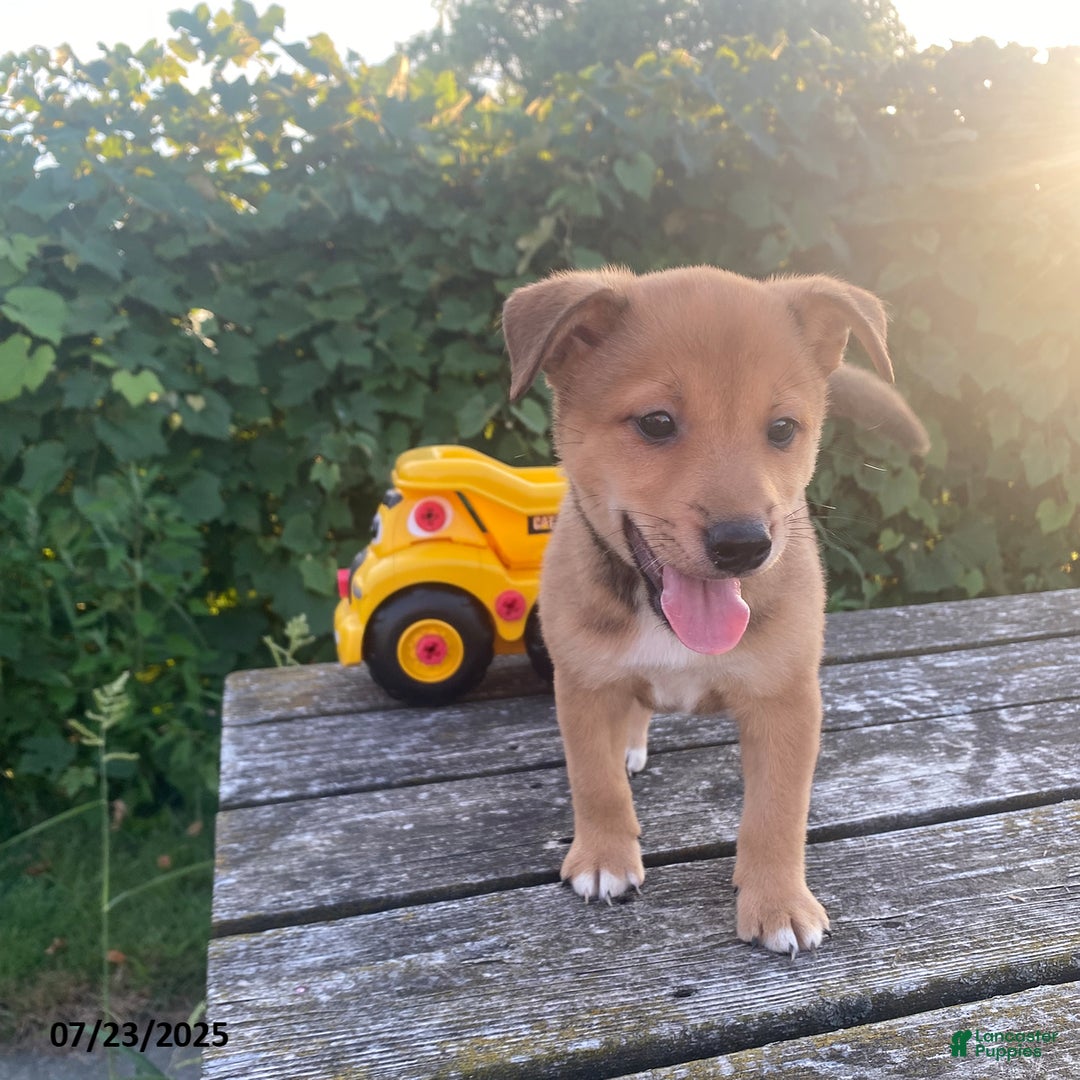Shiba Inu dogs for sale: Tucker - Image 2