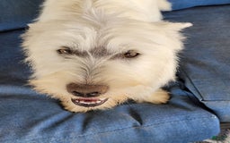 West Highland Terrier dogs for sale: Tango - Image 4