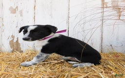 Australian Cattle Dog dogs for sale: Pansey - Image 6