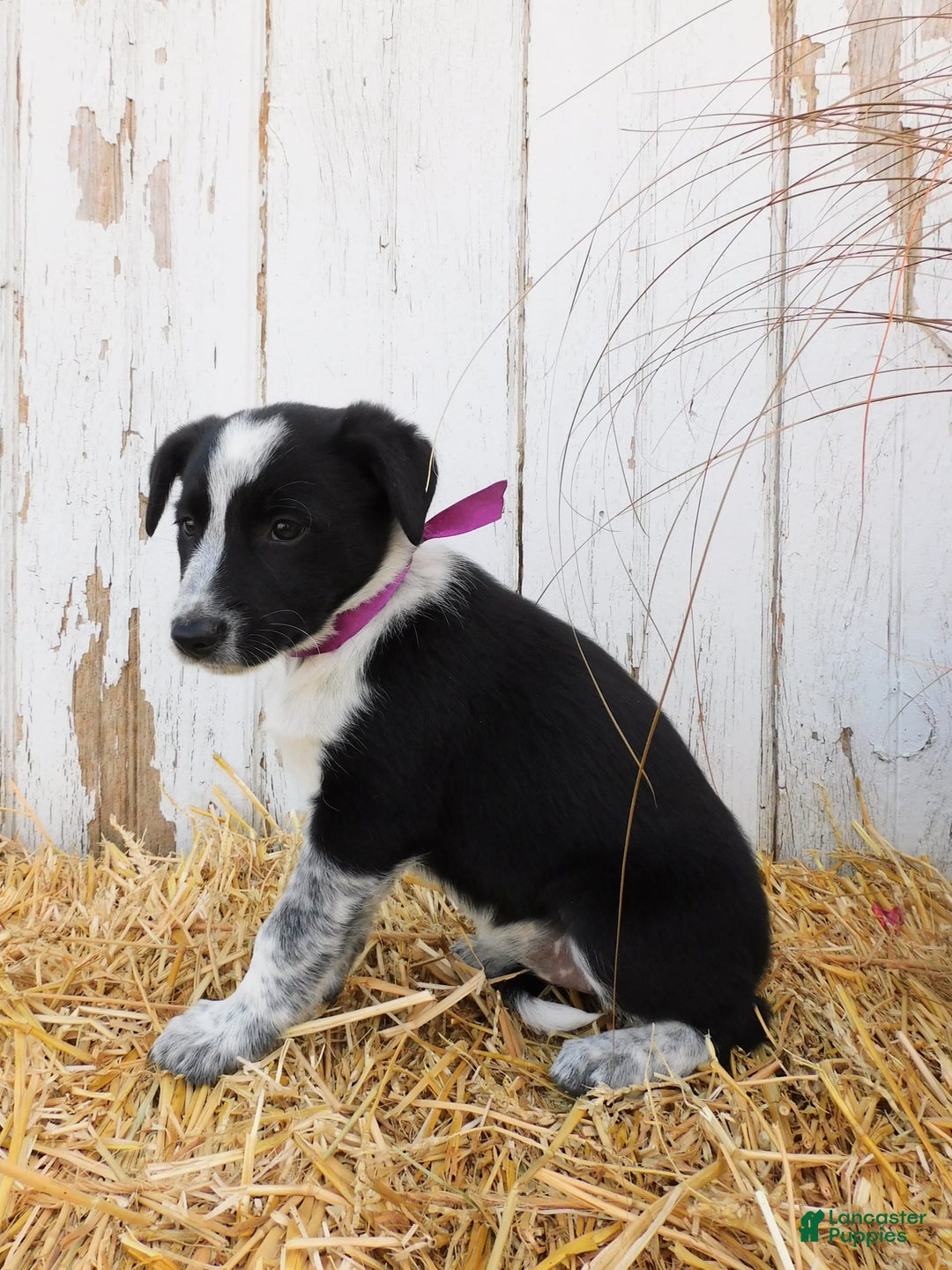 Australian Cattle Dog dogs for sale: Pansey - Image 6