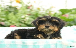 Morkie dogs for sale: Boots - Image 6
