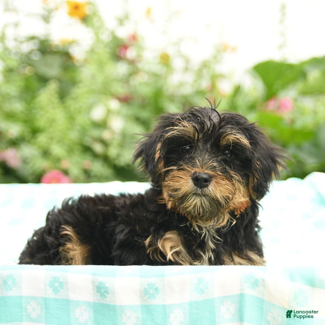 Morkie dogs for sale: Boots - Image 6