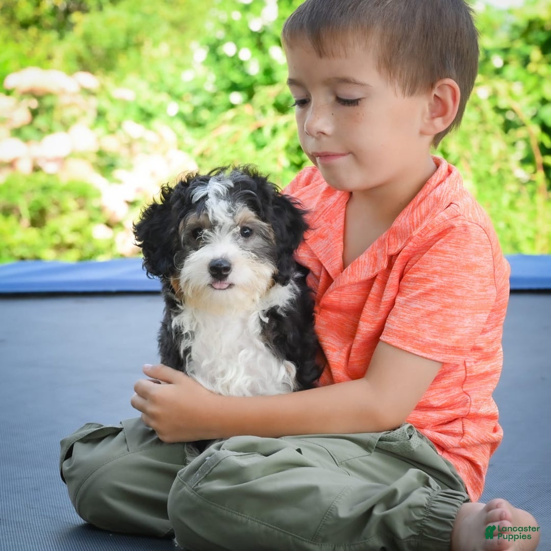 Mini Bernedoodle dogs for sale: Mini Bernedoodle 3 puppies - Image 1