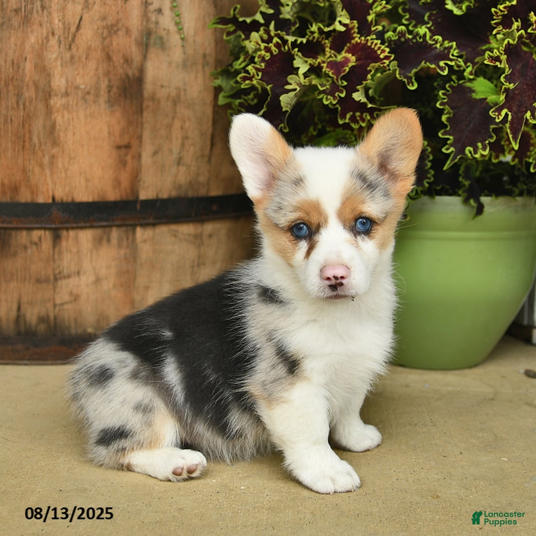 Welsh Corgi Pembroke dogs for sale: Nutmeg - Image 2