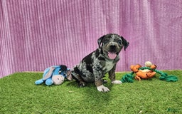 Catahoula Leopard Dog dogs for sale: Duchess 2025 Female 6 - Image 14
