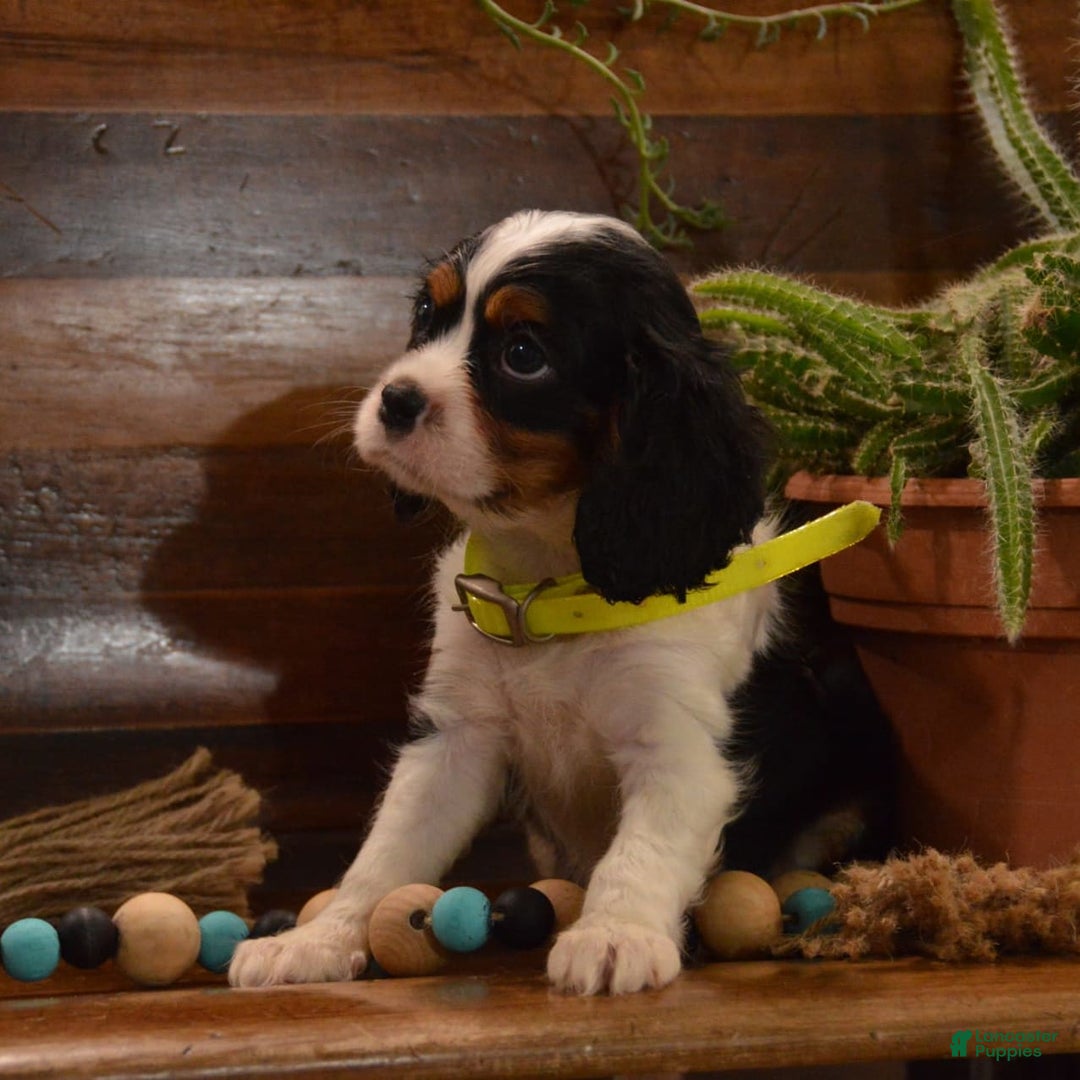 Cavalier King Charles Spaniel dogs for sale: Damian - Image 3