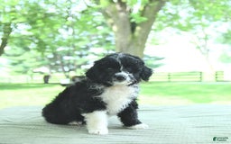 Mini Aussiedoodle dogs for sale: Wade - Image 3