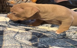 American Bully dogs for sale: Goldy - Image 1