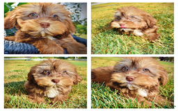 Havapoo dogs for sale: Josie - Image 1