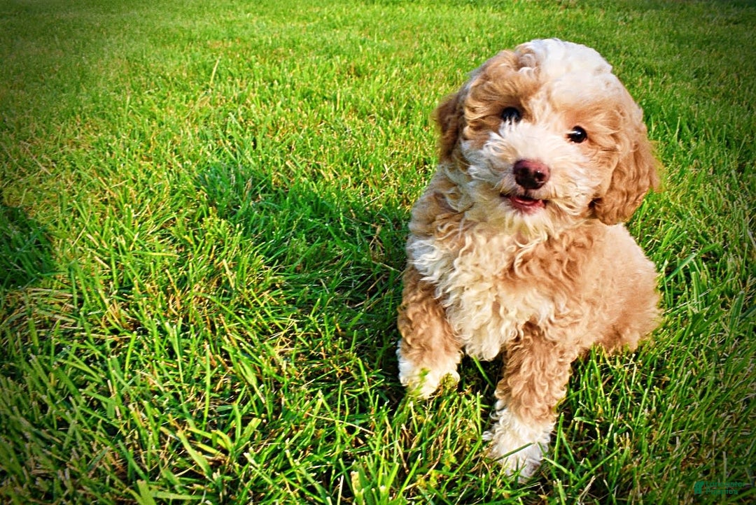 Havapoo dogs for sale: Whisky - Image 18