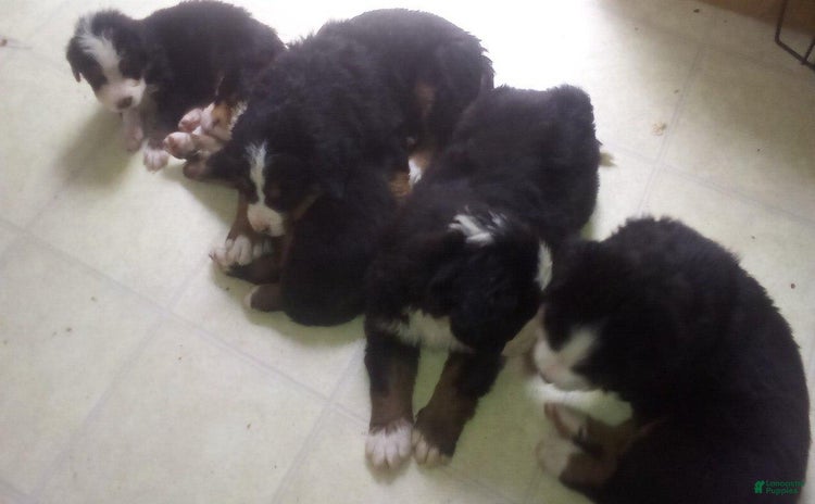 Bernese Mountain Dog dogs for sale - Ad 1
