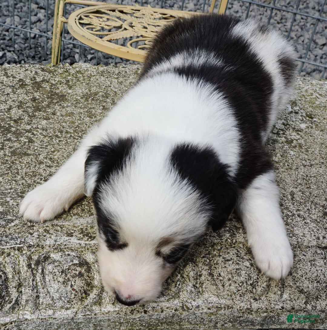 Border Collie dogs for sale: Roman - Image 1