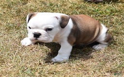 English Bulldog dogs for sale: PAT - Image 2