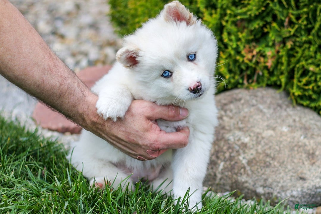 Pomsky dogs for sale: Twinkle - Image 2