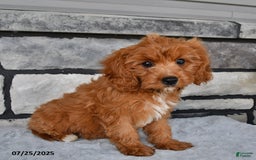 Cavapoo dogs for sale: Connor - Image 2