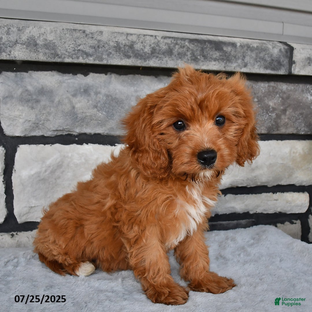 Cavapoo dogs for sale: Connor - Image 2