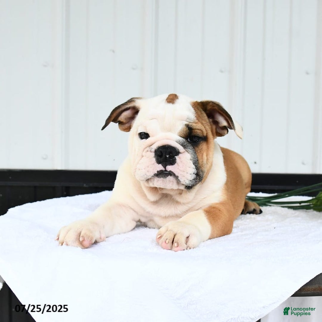 English Bulldog dogs for sale: English Bulldog 6 puppies - Image 3