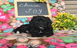 Miniature Poodle dogs for sale: Ophelia - Image 10