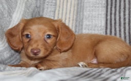 Miniature Dachshund dogs for sale: Zack - Image 12
