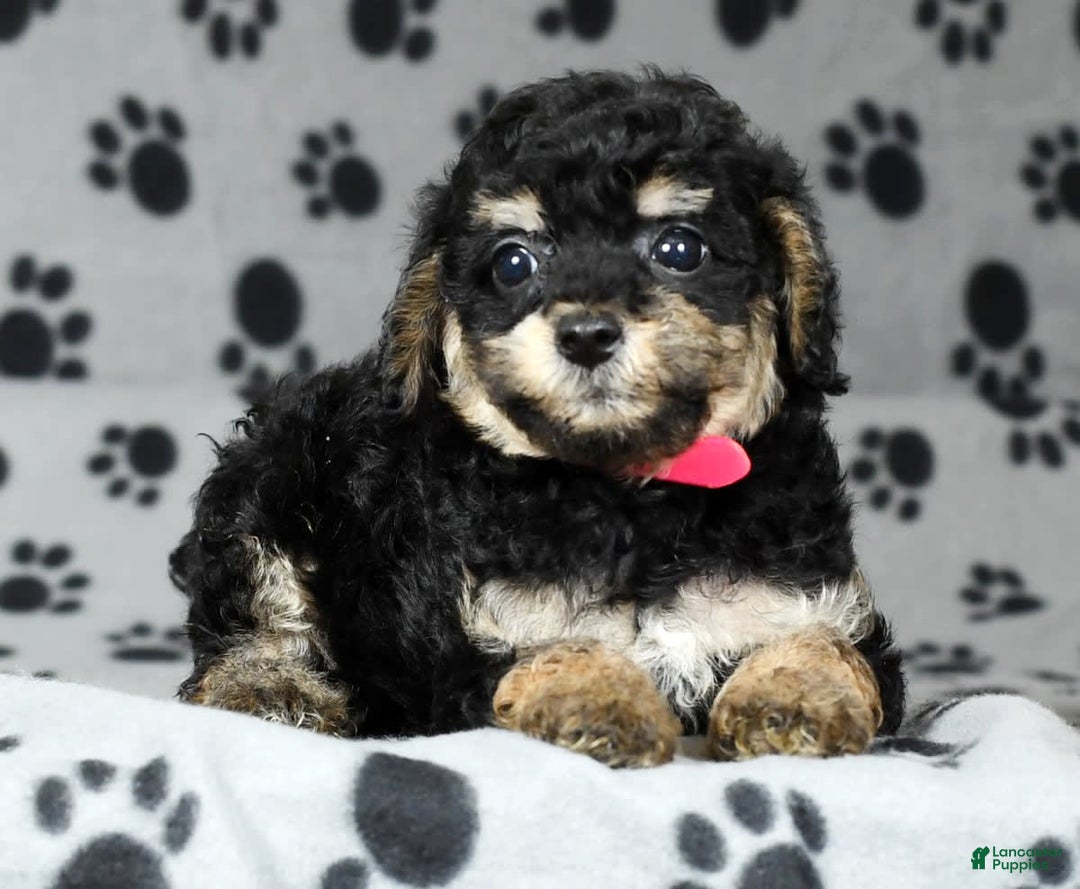 Miniature Poodle dogs for sale: Ellie - Image 4