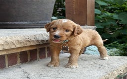 Goldendoodle dogs for sale: Mia - Image 9