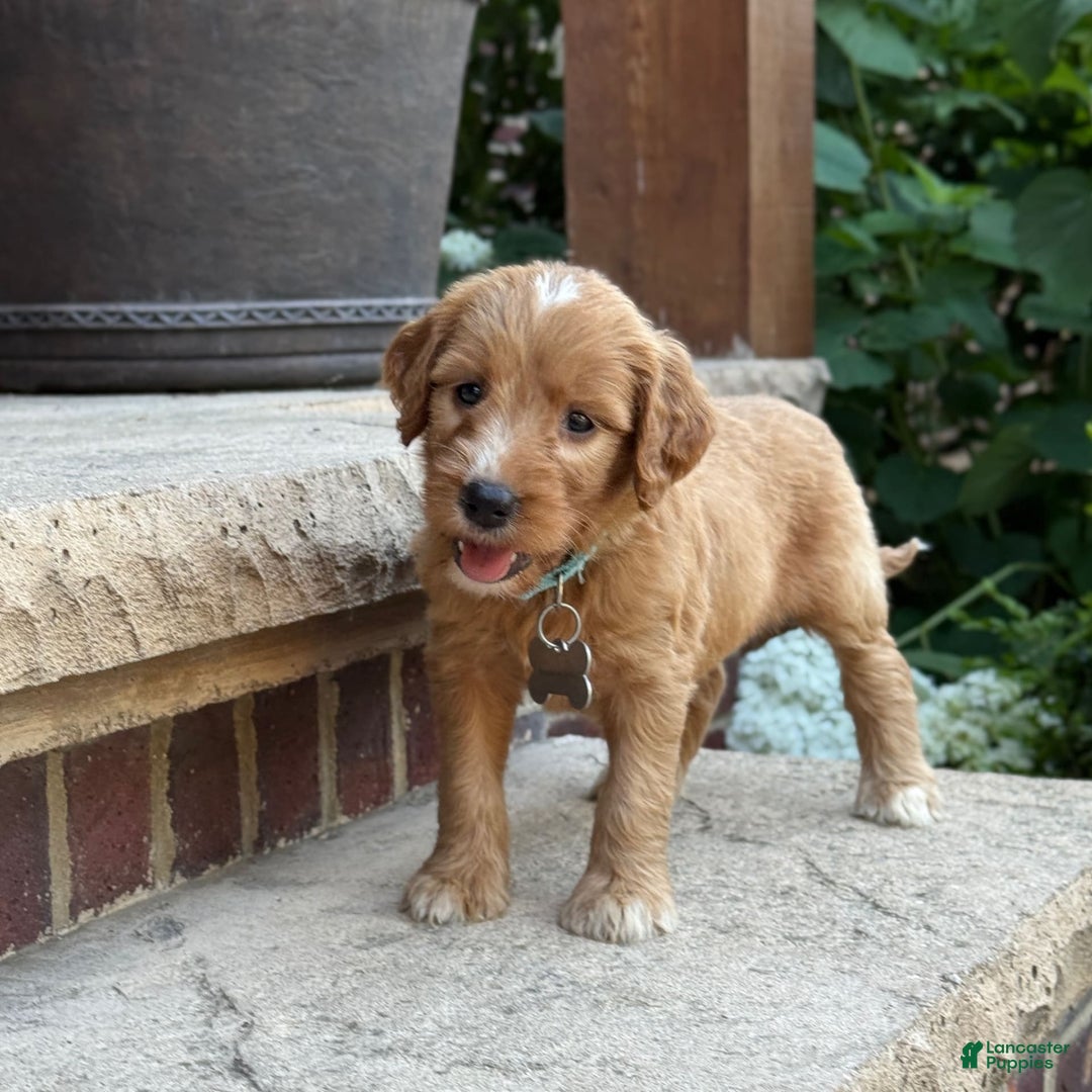 Goldendoodle dogs for sale: Mia - Image 9