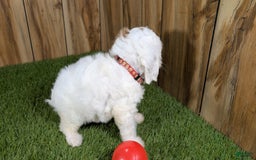 Cavapoo dogs for sale: Fiona Girl 3 - Image 8