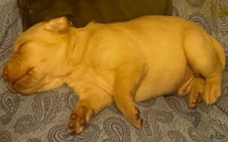 Labrador Retriever dogs for sale: Chief - Image 1