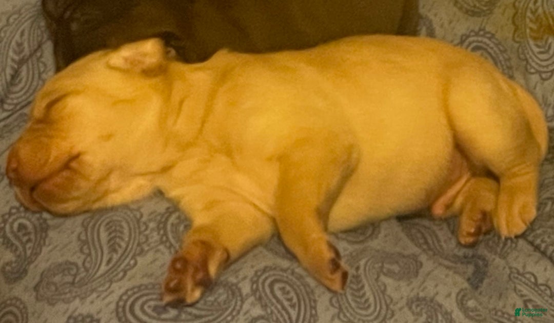 Labrador Retriever dogs for sale: Chief - Image 1