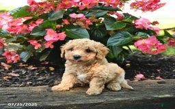 Bichpoo dogs for sale: Andy - Image 1