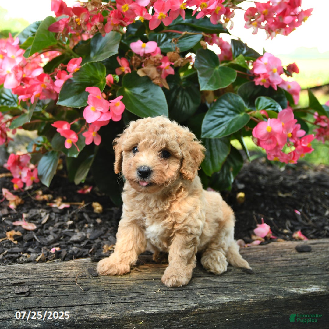Bichpoo dogs for sale: Andy - Image 1