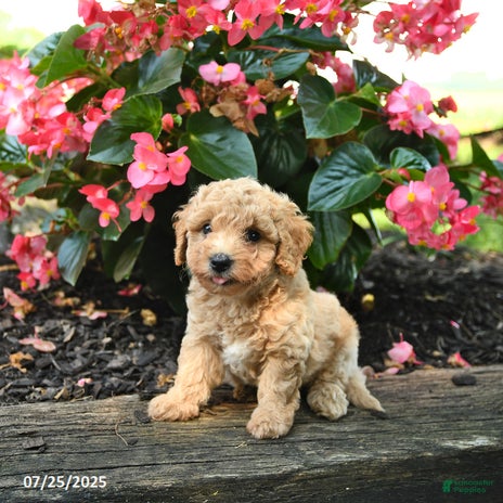 Bichpoo dogs for sale - Ad 2
