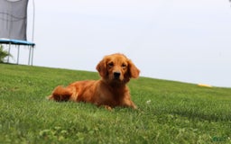 Golden Retriever dogs for sale: Anthony - Image 7
