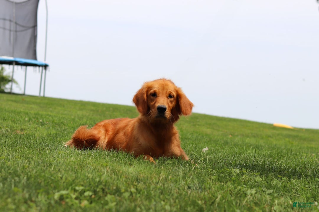 Golden Retriever dogs for sale: Anthony - Image 7