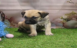 Catahoula Leopard Dog dogs for sale: Goldie 2025 M2 - Image 20