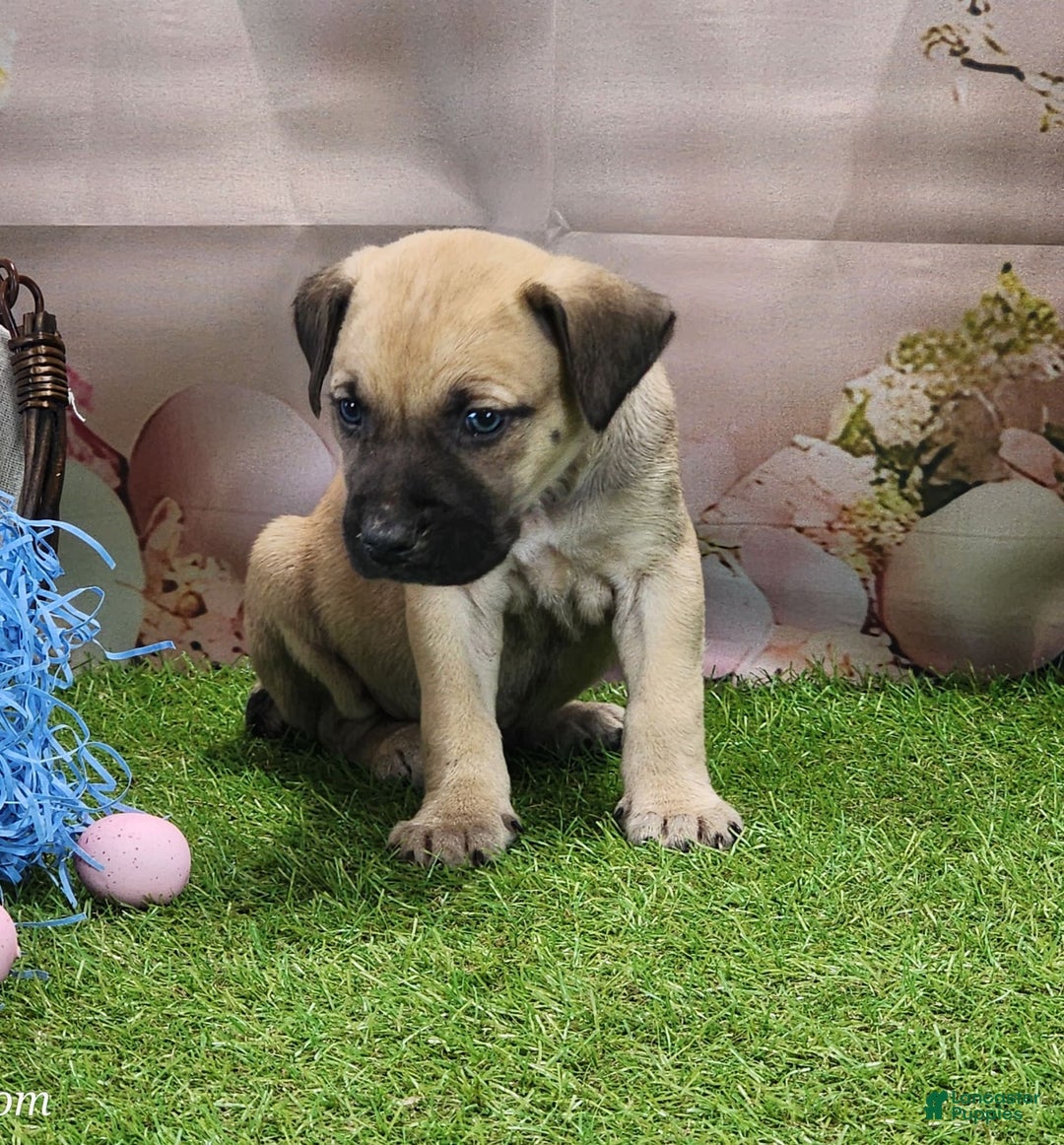 Catahoula Leopard Dog dogs for sale: Goldie 2025 M2 - Image 20