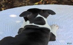 Boston Terrier dogs for sale: Karina - Image 4