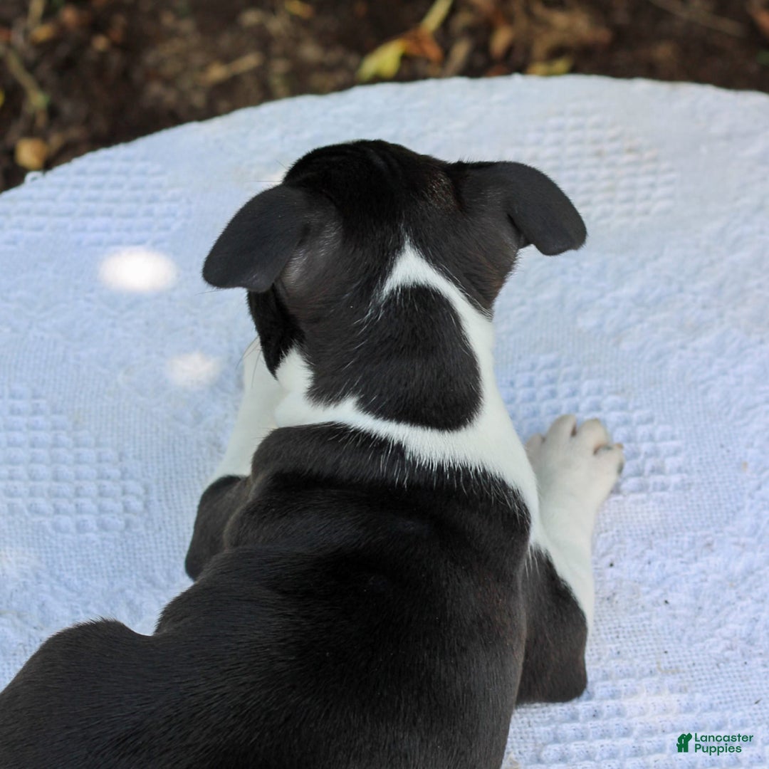 Boston Terrier dogs for sale: Karina - Image 4