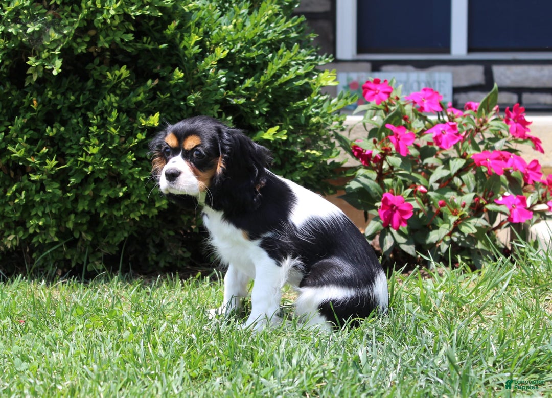 Cavalier King Charles Spaniel dogs for sale: Missy - Image 10