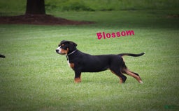 Greater Swiss Mountain Dog dogs for sale: Blossom - Image 4